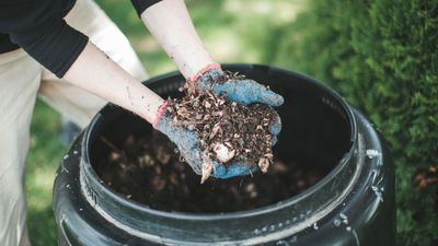 How to make plant fertilizer – 7 natural methods to try