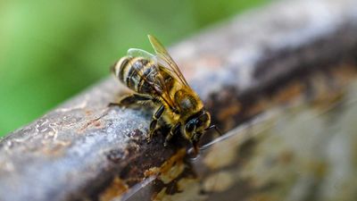 Support your local wildlife with a bee watering station – they're quick and easy to make