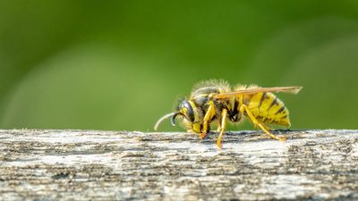 5 plants that will keep wasps out of your yard
