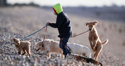 Warning to dog owners as research links lead walking to traumatic brain injury risk