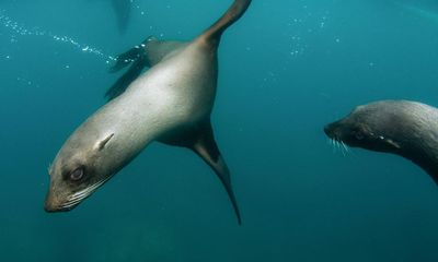 Seal’s mystery ability to tolerate toxic metal could aid medical research, say scientists
