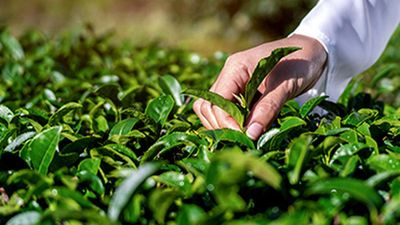 Anaemia: major flaws in a tea fortification study