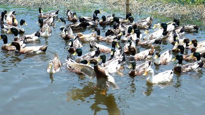 H5N1 kills 50 million birds, spreads to mammals