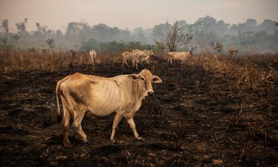 Could AI save the Amazon rainforest?