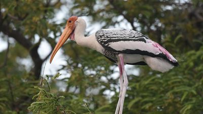 Close to 4,000 painted storks nesting in two A.P. villages