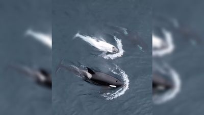 Extremely rare white killer whale spotted off California coast