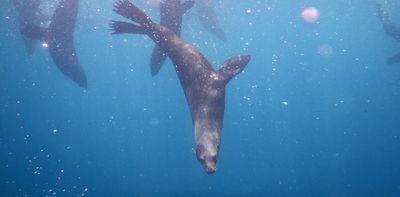 Fur seals on a remote island chain are exposed to huge amounts of toxic heavy metals – yet somehow, they're healthy