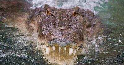 Fisherman 'dragged to his death by crocodile' as horrified friends hear his screams