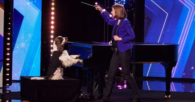 Britain's Got Talent viewers make exact same point over the show's first ever piano playing dog as it's revealed she can play other instruments
