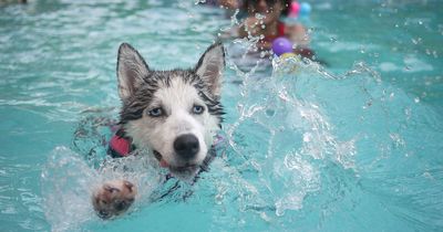 Dog training specialist's advice to pet owners to stop bad behaviour later in life