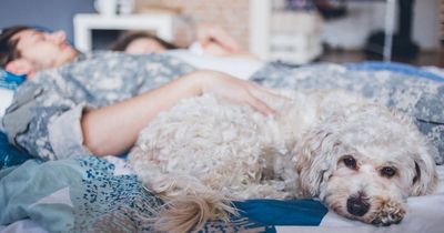 Expert shares grim illnesses dog owners could get if they share bed with beloved pets