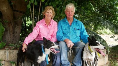 Border collies popular working dogs in Queensland, with a record sale and new Muster Dogs season