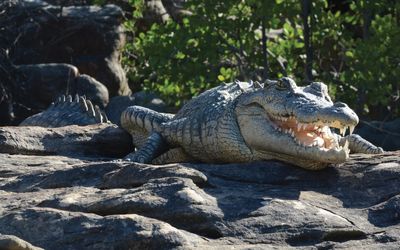 Fears grow that missing Qld angler was taken by a crocodile