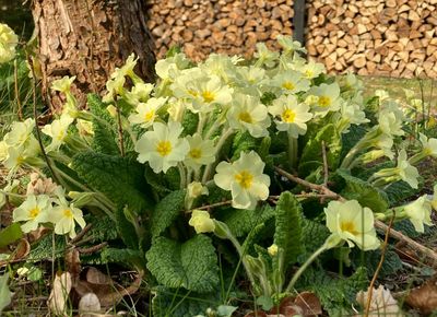 The floral stars of the season emerge