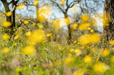 Wildflowers, eagles and Native history: can this California ridge be protected?