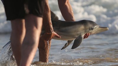 Dolphin rescued and helped back to sea after becoming beached in shallows at Moana, south of Adelaide