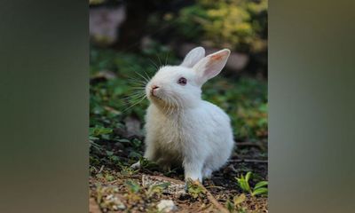 Study: Pet rabbits desire freedom to exercise