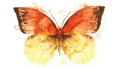 How to paint butterflies