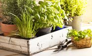 What Herbs Grow Best In The Kitchen 5 Flavor packed 