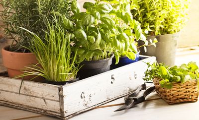 What herbs grow best in the kitchen? 5 flavor-packed plants that will you an instant edible indoor garden