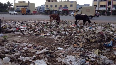 Explained | How are stray dog bites related to poor waste management?
