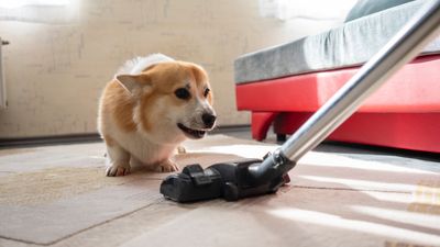 Trainer shares clever tip to help your dog get used to the vacuum cleaner, and make spring cleaning a breeze
