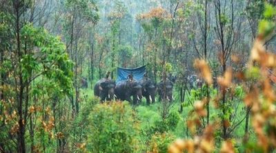 India Captures Rice-raiding Elephant after 6 Killed