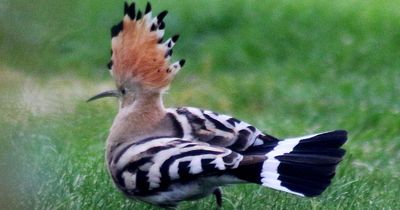 Twitchers flock to see rare hoopoe bird after it lands in Welsh garden to couple's amazement