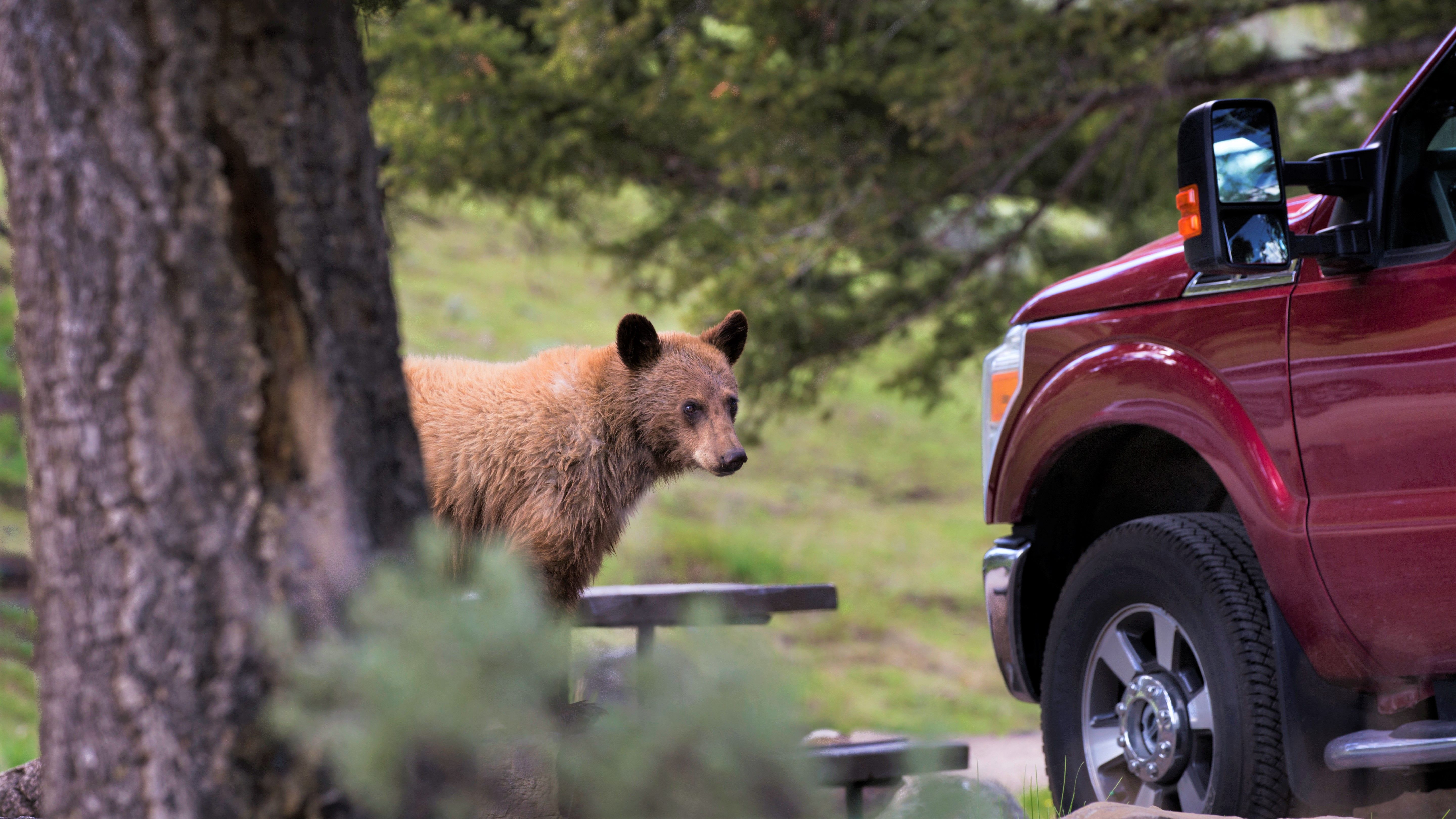 Bear kills jogger in Italian Alps. What does this mean for the effort to  bring bears back to the region?