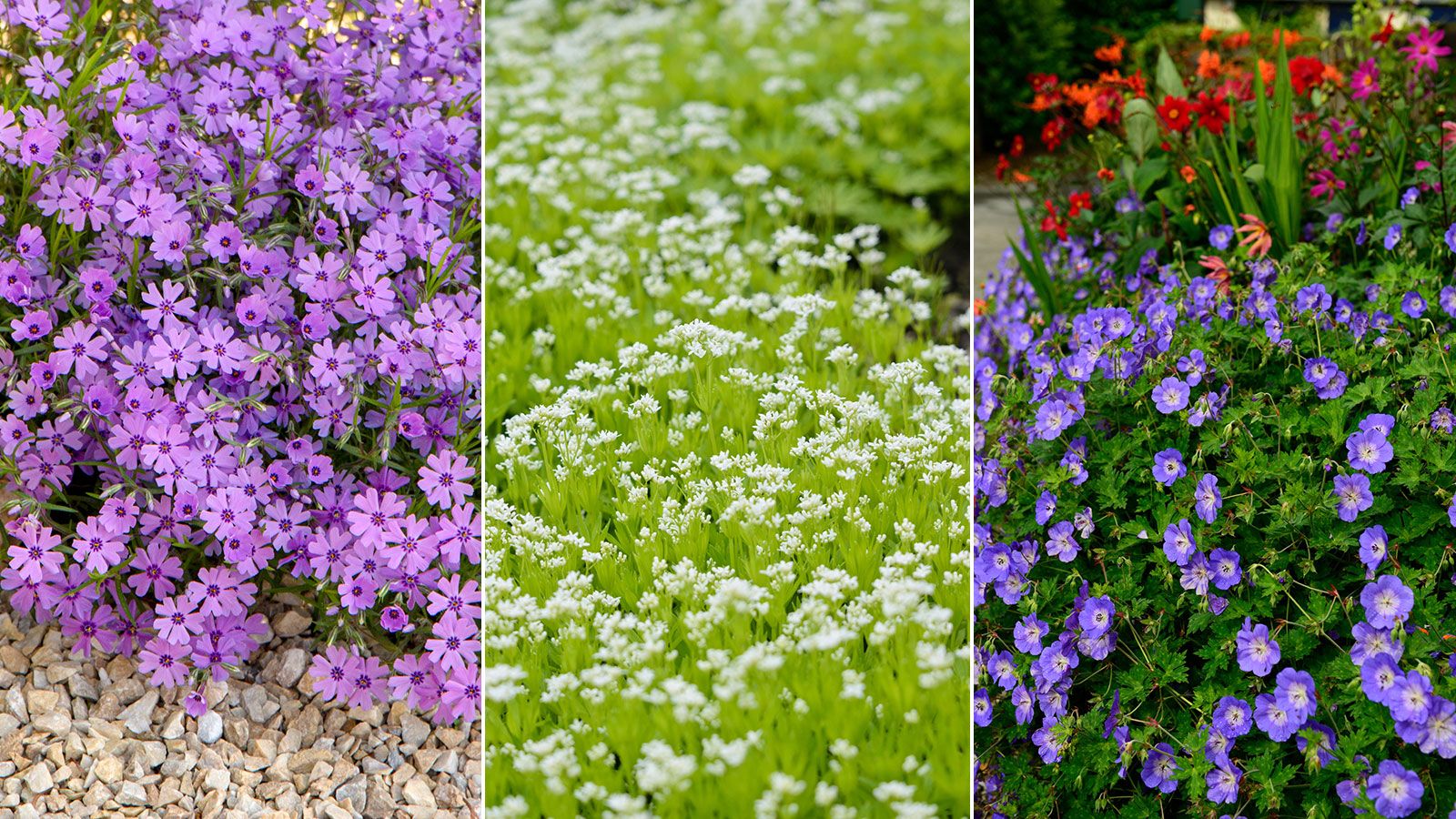 Best ground cover plants 10 lowgrowing options for…