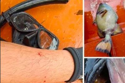 Diving instructor cursed for killing titan triggerfish