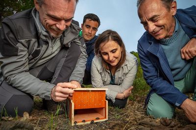 Field of fresh cow pats welcomes first dung beetles to be rewilded in France