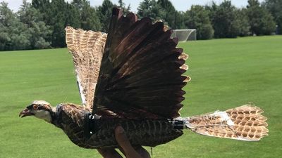 Taxidermy birds are being turned into drones