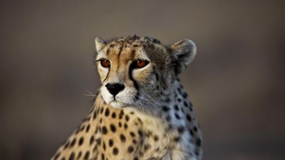 Second African cheetah dies of heart failure in sun-baked Indian reserve