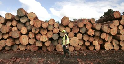 Don't just cut down trees, process them too, Govt says