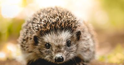 Chris Packham calls on 'secret weapon' gardeners to help protect wildlife in UK