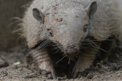 Old Museum Armadillos May Hold the Key to Unraveling Leprosy