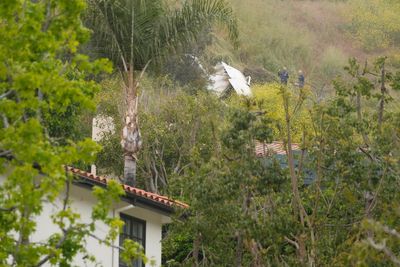 1 killed when plane slams into hillside in LA neighborhood