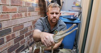 Crocodile discovered in backyard could have been dumped there