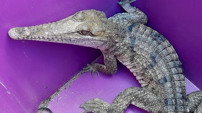 Metre-long freshwater crocodile found in NSW Central Coast backyard