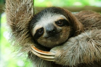 Costa Rican sloth antibiotics offer hope for human medicine