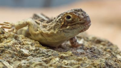 Fears for Canberra grassland earless dragon as ACT government updates its list of threatened species