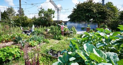 Glasgow City Council decision to increase allotment rent by 400% 'will force people out'
