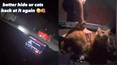 A Qld Family Is In Distress After Kids Kidnapped Their Cat Posted The Awful Video On TikTok