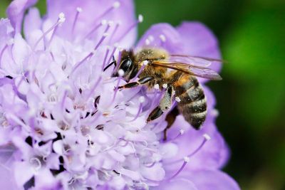 Wildlife gardening with a modern twist