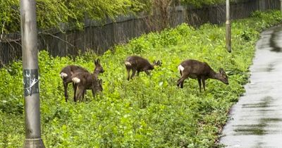 Edinburgh dad spots herd of deer on woodland path during weekend walk