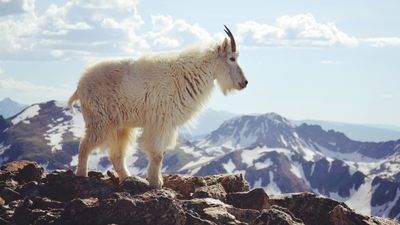 Careless hiker risks a sharp horn to the face trying to pet mountain goat