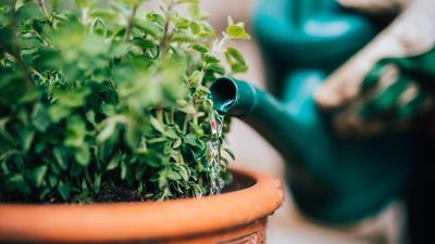 10 essential tips from a professional gardener for watering plants in containers correctly