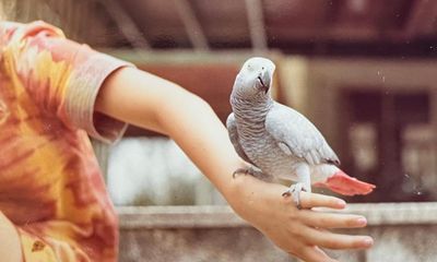 The pet I’ll never forget: Friday the parrot bullied, confused, embarrassed and bewitched us