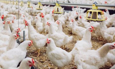 ‘It’s absolutely dire’: why UK chicken farmers want to call it a day